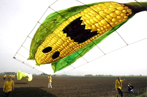 corn2,GMOs
