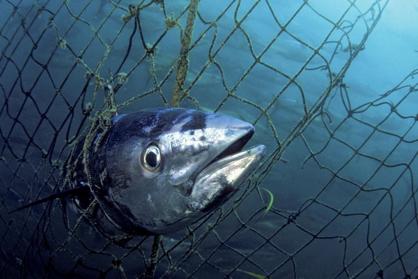 bluefin tuna 01