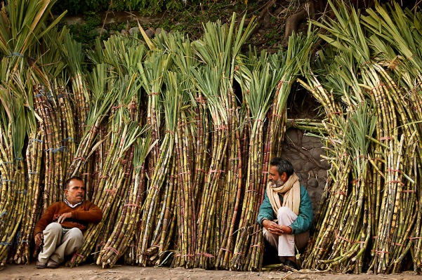 india sugar cane 