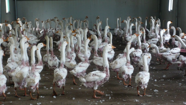 July 2012 China feather farm investigation. Geese with feathers plucked.