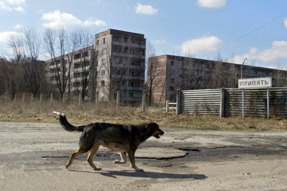 a-dog chernobyl 
