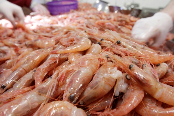 Shrimp Season