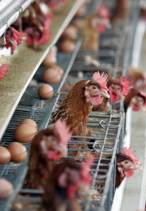 Chicken-farm