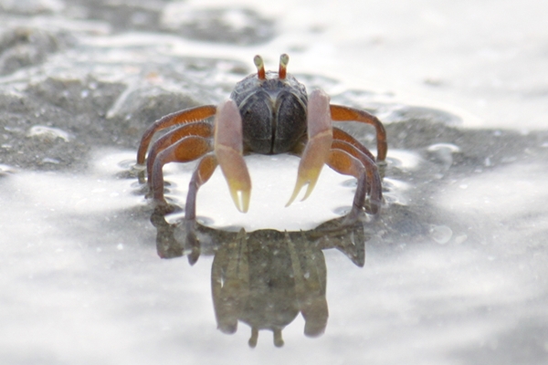 3. A general Army Crab found in Pak Bara Bay during low tide