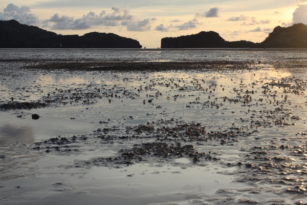 Flock of army crabs seek for food on Pak Bara Bay floor during low tide