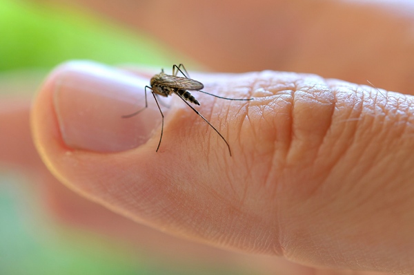 mosquito-dengue