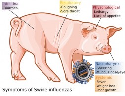Swine_influenza_symptoms