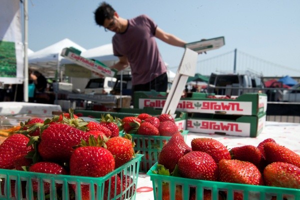 Organic strawberries for sale at the Embarcadero Farmers Market in San Francisco, Calif., on Saturday, September 10, 2011. A San Francisco-based advocacy group and a handful of growers are calling for an end to what they say are vague federal regulations that render organic strawberries neither sustainable nor pesticide-free. NYTCREDIT: Adithya Sambamurthy/The Bay Citizen