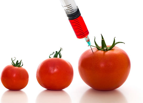 tomato,GMOs