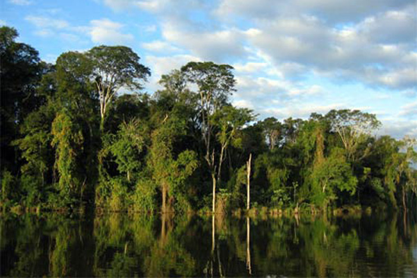 Brazil Rainforest Plan
